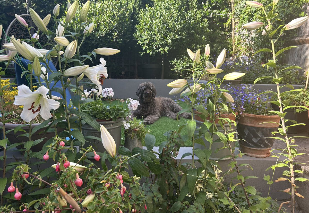 Because the sun has come out again..and Flo the <a href="/BlackheathHigh/">Blackheath High School GDST</a> @GDST dog is excited to be coming in tomorrow to say goodbye to <a href="/yr6bhs/">Year 6 BHS</a> . 
She’s also very happy that we’ve been shortlisted in the <a href="/tes/">Tes magazine</a> prep school of the year award ..🐶🥳