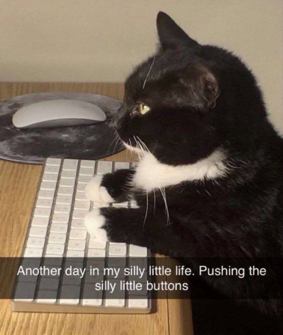 LiterallyMeCats tweet media