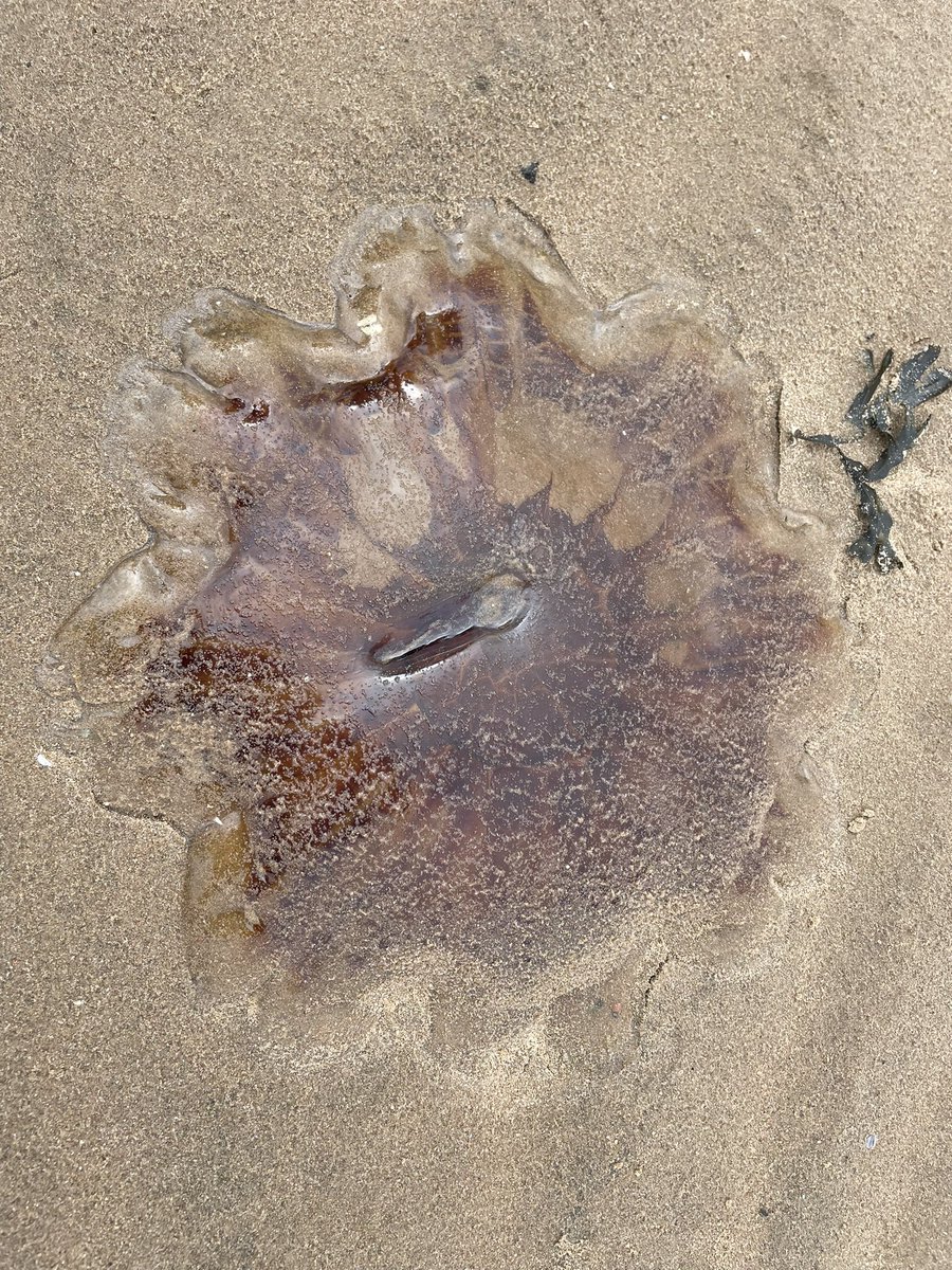 JeffkinneyO's tweet photo. Splashed in the sea ✅ 
Built sandcastles ✅
Found jellyfish ✅
Rolled down sand dunes ✅
Dug holes ✅
Buried each other (and TA) ✅ 
Collected shells and pebbles ✅ 
Ate sandy sandwiches ✅ 
Played sports and games ✅
Such a fun day! @school_oakfield #OakfieldFamily2023 https://t.co/Bos8rI0OfN