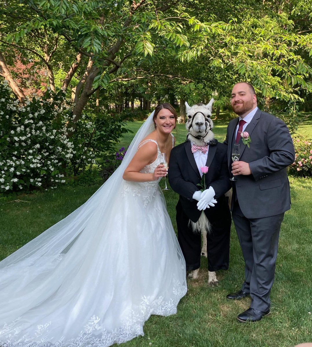 FarmersWeekly's tweet photo. 😂🦙 A farm in America hires out its llamas to be your wedding groomsman…

📸 Llama Adventures https://t.co/3VFeIrLgUX