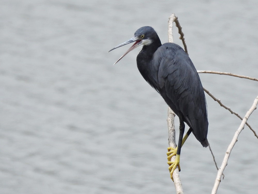 janonomar's tweet photo. Avui he pogut fotografiar aquest martinet dels esculls (Egretta gularis). :) @SEO_BirdLife @birdcatalunya @ornithocat https://t.co/xyqp8rHBE9