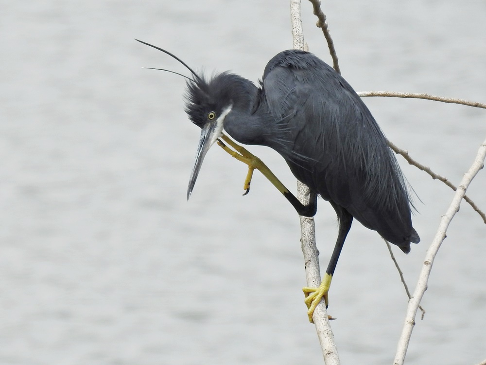janonomar's tweet photo. Avui he pogut fotografiar aquest martinet dels esculls (Egretta gularis). :) @SEO_BirdLife @birdcatalunya @ornithocat https://t.co/xyqp8rHBE9