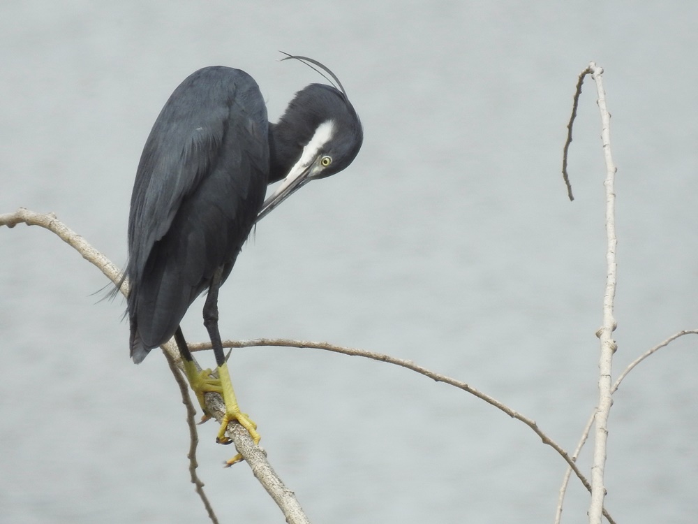 janonomar's tweet photo. Avui he pogut fotografiar aquest martinet dels esculls (Egretta gularis). :) @SEO_BirdLife @birdcatalunya @ornithocat https://t.co/xyqp8rHBE9