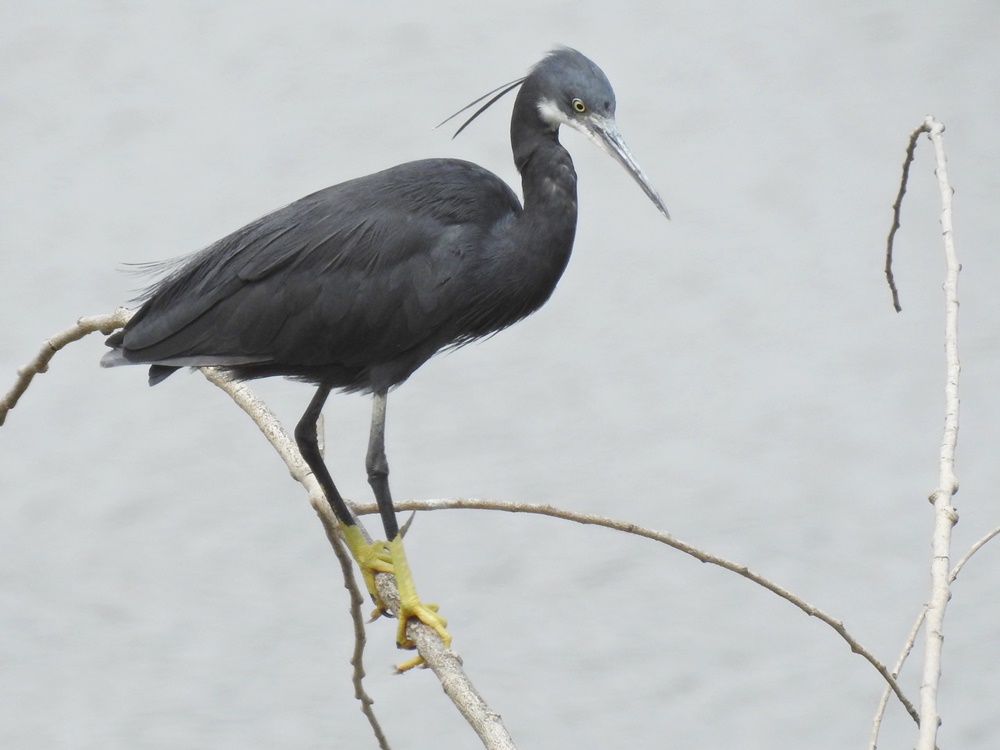 janonomar's tweet photo. Avui he pogut fotografiar aquest martinet dels esculls (Egretta gularis). :) @SEO_BirdLife @birdcatalunya @ornithocat https://t.co/xyqp8rHBE9