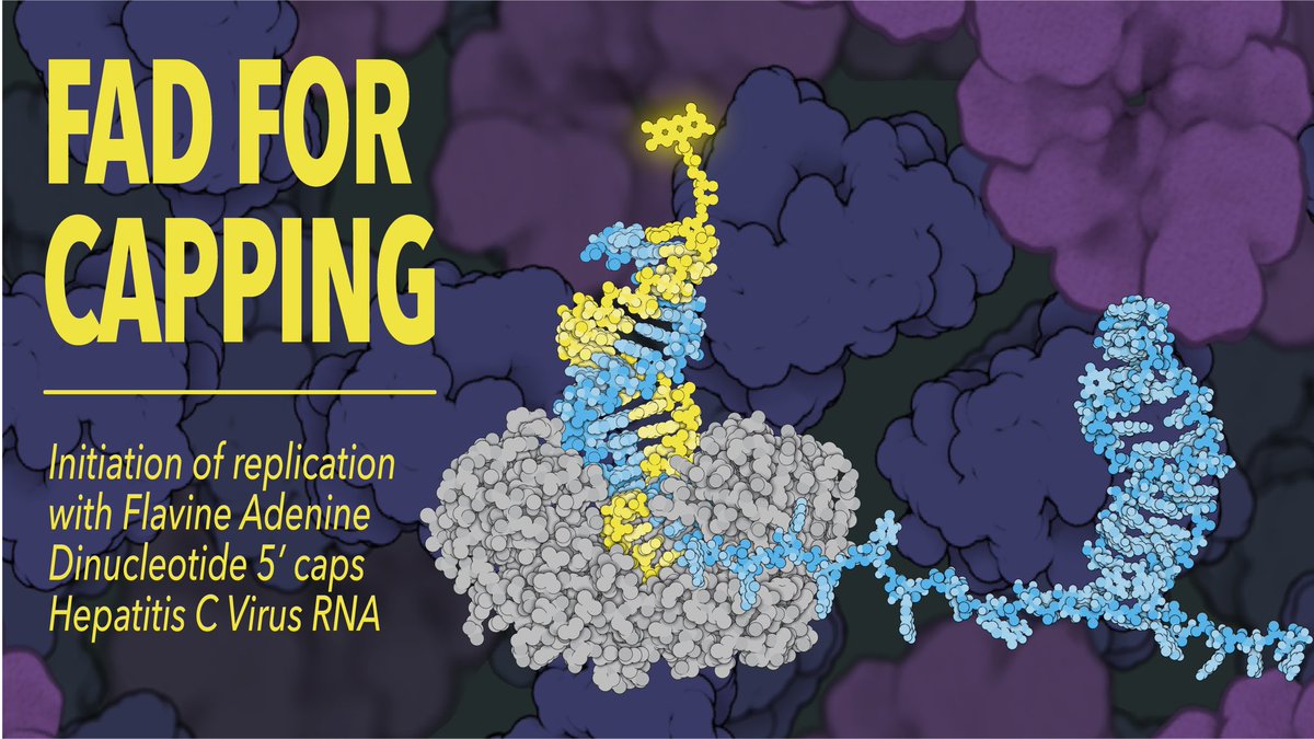 ScheelLab (@scheellab) on Twitter photo Excited to share our labs first <a href="/Nature/">nature</a> paper! In collaboration with <a href="/VintherLab/">VintherLab</a> we show that hepatitis C virus #RNA is capped with FAD protecting it from innate immune sensing. rdcu.be/df8p5 Congrats Anna Sherwood and Lizandro Rivera-Rangel 👏🏻🍾 #HCV <a href="/UCPH_health/">UCPH Healthscience</a> Excited to share our labs first <a href="/Nature/">nature</a> paper! In collaboration with <a href="/VintherLab/">VintherLab</a> we show that hepatitis C virus #RNA is capped with FAD protecting it from innate immune sensing. rdcu.be/df8p5 Congrats Anna Sherwood and Lizandro Rivera-Rangel 👏🏻🍾 #HCV <a href="/UCPH_health/">UCPH Healthscience</a>