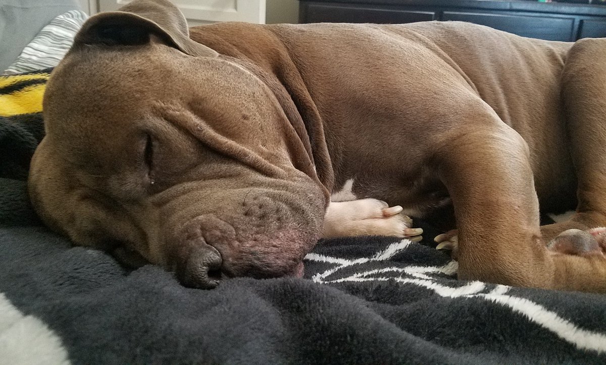 Baloowiththebr1's tweet photo. Gramma just sent this to mom. "Sleeping like an angel" but mom only slept 3 hrs & had to go to work๐๐ #americanbully #pawsitivity #rescuedog #fureverhome #doglife #dogs #doglove #velvetyhippo #happydog #nappingdog https://t.co/tUC9dzkR6Y