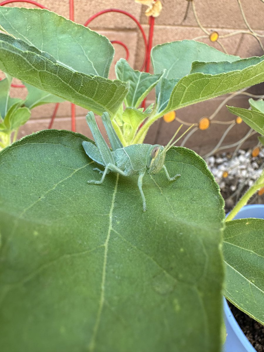 ABacolas's tweet photo. Cute grasshopper who resides in my backyard garden 💚 https://t.co/SgfWdqBfRi