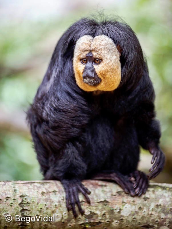 begologa's tweet photo. #pitheciapithecia The white-faced saki is a #primate whose distribution includes Venezuela the Guianas and northeastern Brazil #saki #monkeys #environment #Conservation #biodiversity #wild #wildlifephotography #planete #planet #earth #wildlifeprotection #ecosystems #species https://t.co/TbMoFVvlFY