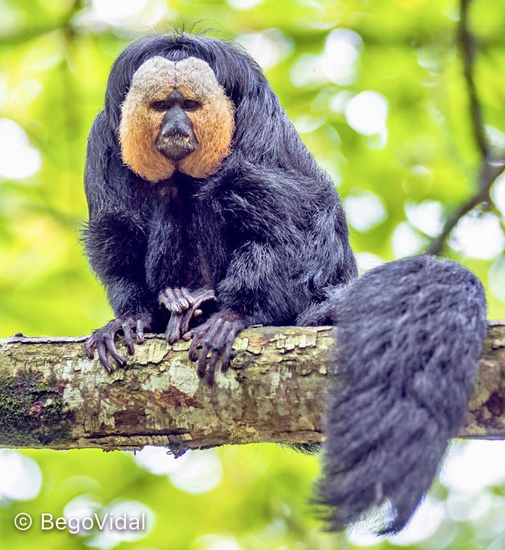 begologa's tweet photo. #pitheciapithecia The white-faced saki is a #primate whose distribution includes Venezuela the Guianas and northeastern Brazil #saki #monkeys #environment #Conservation #biodiversity #wild #wildlifephotography #planete #planet #earth #wildlifeprotection #ecosystems #species https://t.co/TbMoFVvlFY