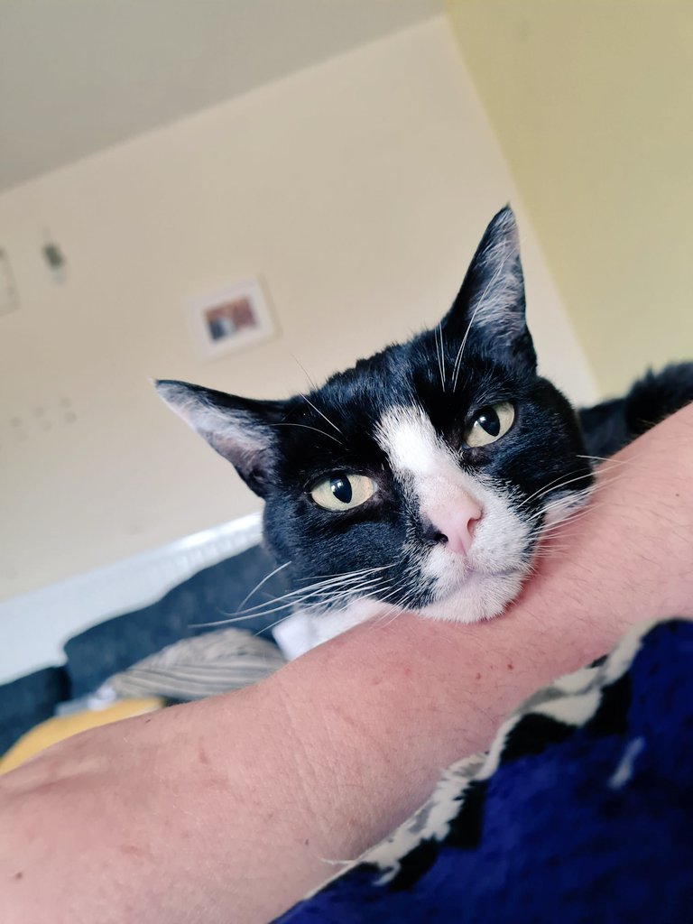 findingaimee's tweet photo. the duality of cat https://t.co/A5Rp9R3k6h