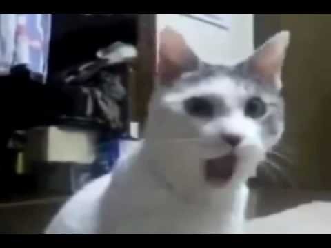 MrBlackOG's tweet image. Pastor: Your source of money will expand!! 

Ladies: