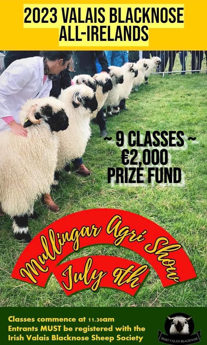 Huge excitement that the world's cutest sheep are coming to the #MullingarShow on Sunday! The #ValaisBlacknoseSheep All Ireland competition is taking place so don't miss a fantastic opportunity to see these beauties from leading Irish breeders up close!