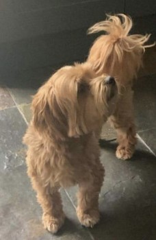 millypod1's tweet photo. 🆘3 JULY 2023 #Lost TEDDY #ScanMe
Toffee Havanese Male
#Huntercombe Roundabout #Slough #SL1
Junction 7 of #M4 Motorway #Berkshire
SIGHTINGS PLZ ☎️07826 519394
https://t.co/lo2NvG4LLj https://t.co/5oJ3dx8sNG