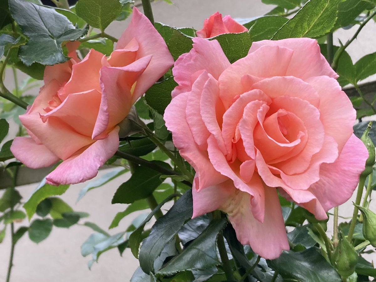 ArthurButcher44's tweet photo. Happy #RoseWednesday , #ConstanceSpry flowering quite nicely……two others💐🌹#TwitterFlower #TwitterGardening……#eveningtime 🍷 https://t.co/MH9gxuzWOJ