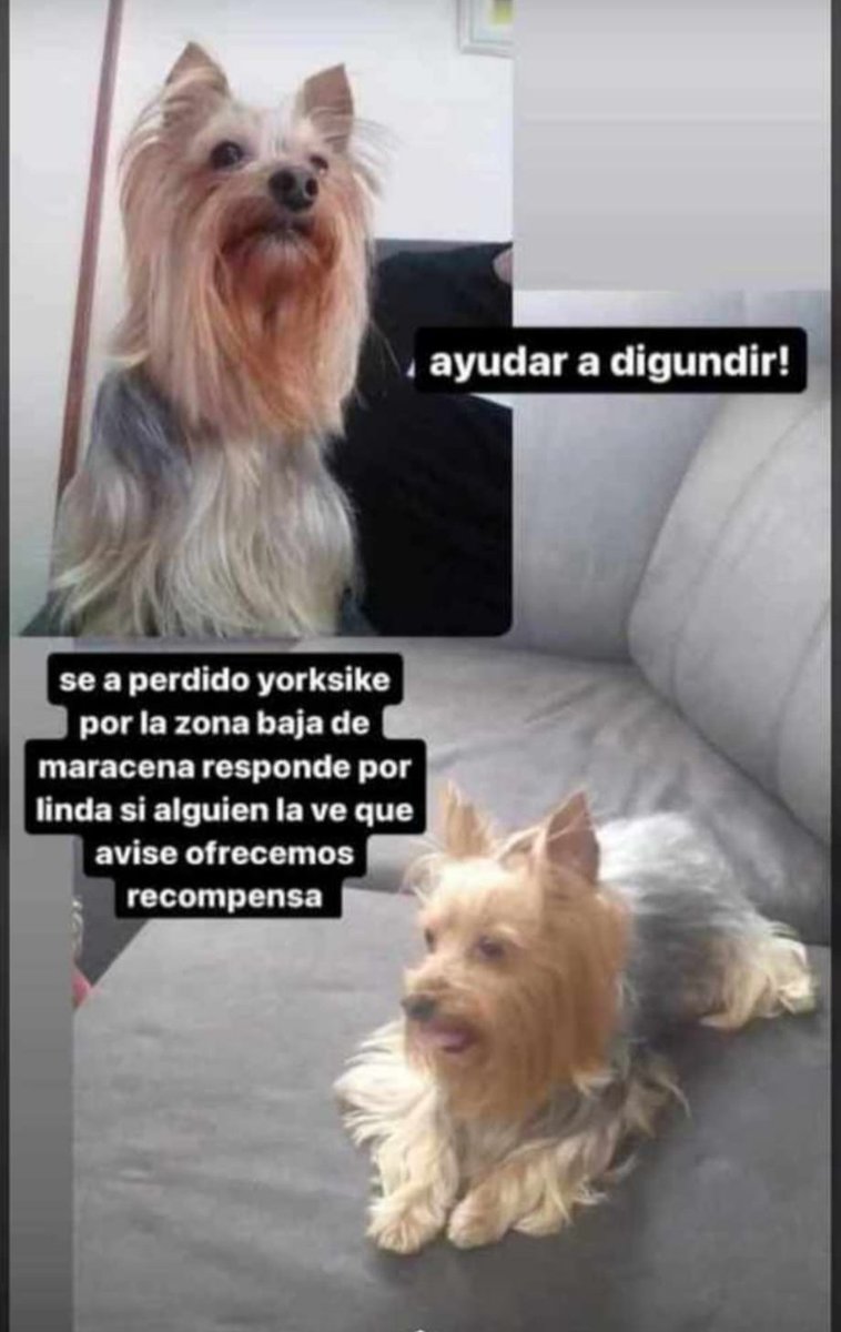 Asociación X Los Animales tweet media