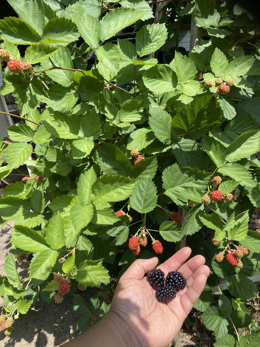 YUM!!! 😋

#GreenGrocerCee #Farmer #Blackberries