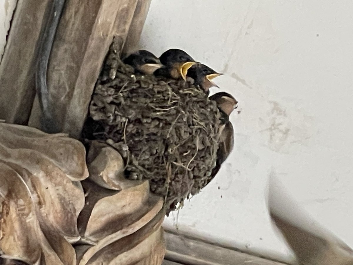absolutoursuk's tweet photo. Just one of the highlights of a day on #Dartmoor #Widecombe Swallows nesting & being fed by doting parents in St Pancras #church @Natures_Voice @BBGuides @SulisGuides @DevonWildlife - watch the video… https://t.co/x3cu1ne0kW