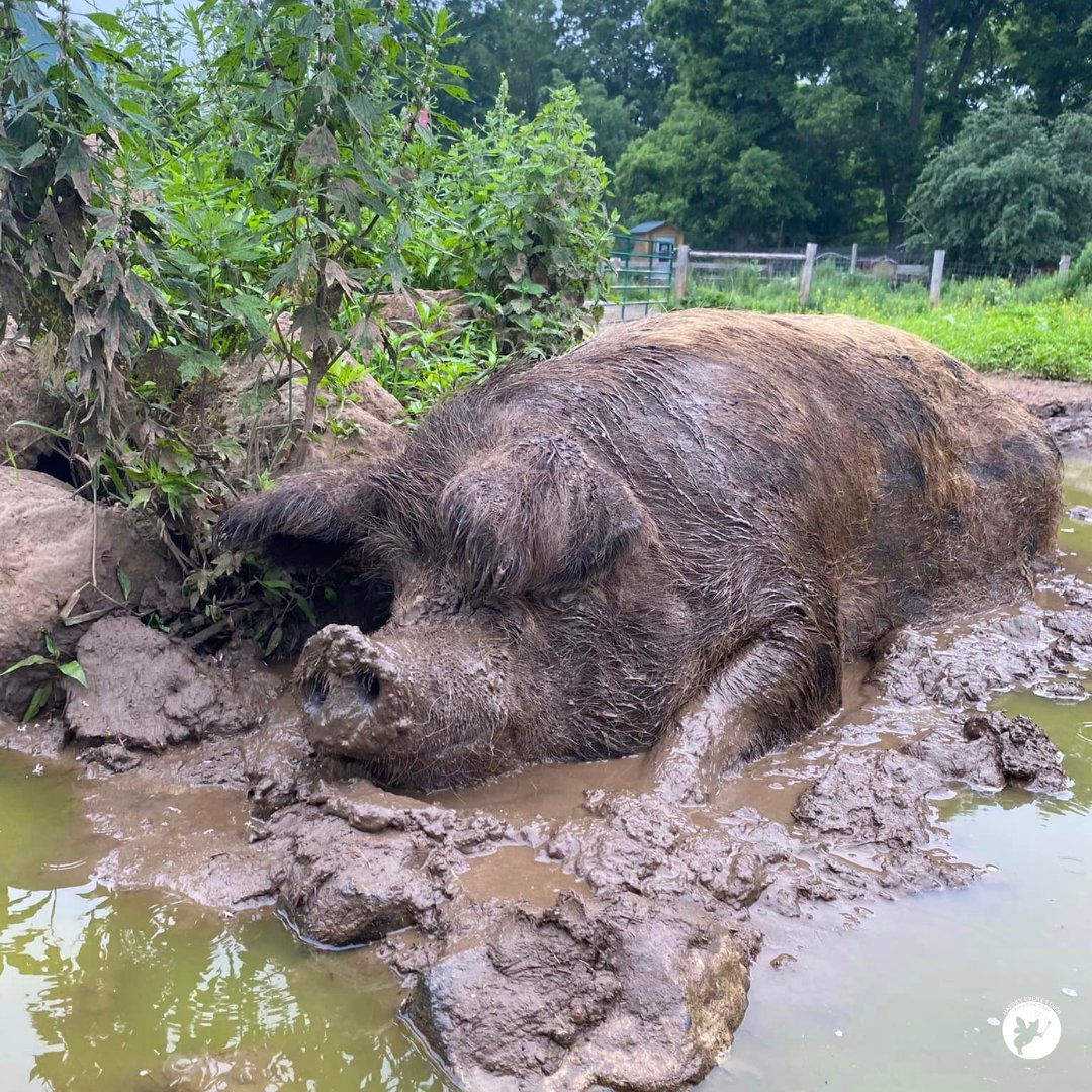 HEEFS_'s tweet photo. Mud glorious mud! It's cooling, it's acts as a sunscreen and the pigs love it. Fiona highly recommends full body mud packs.
#boglife #mudpack https://t.co/mXSsvLvHSJ