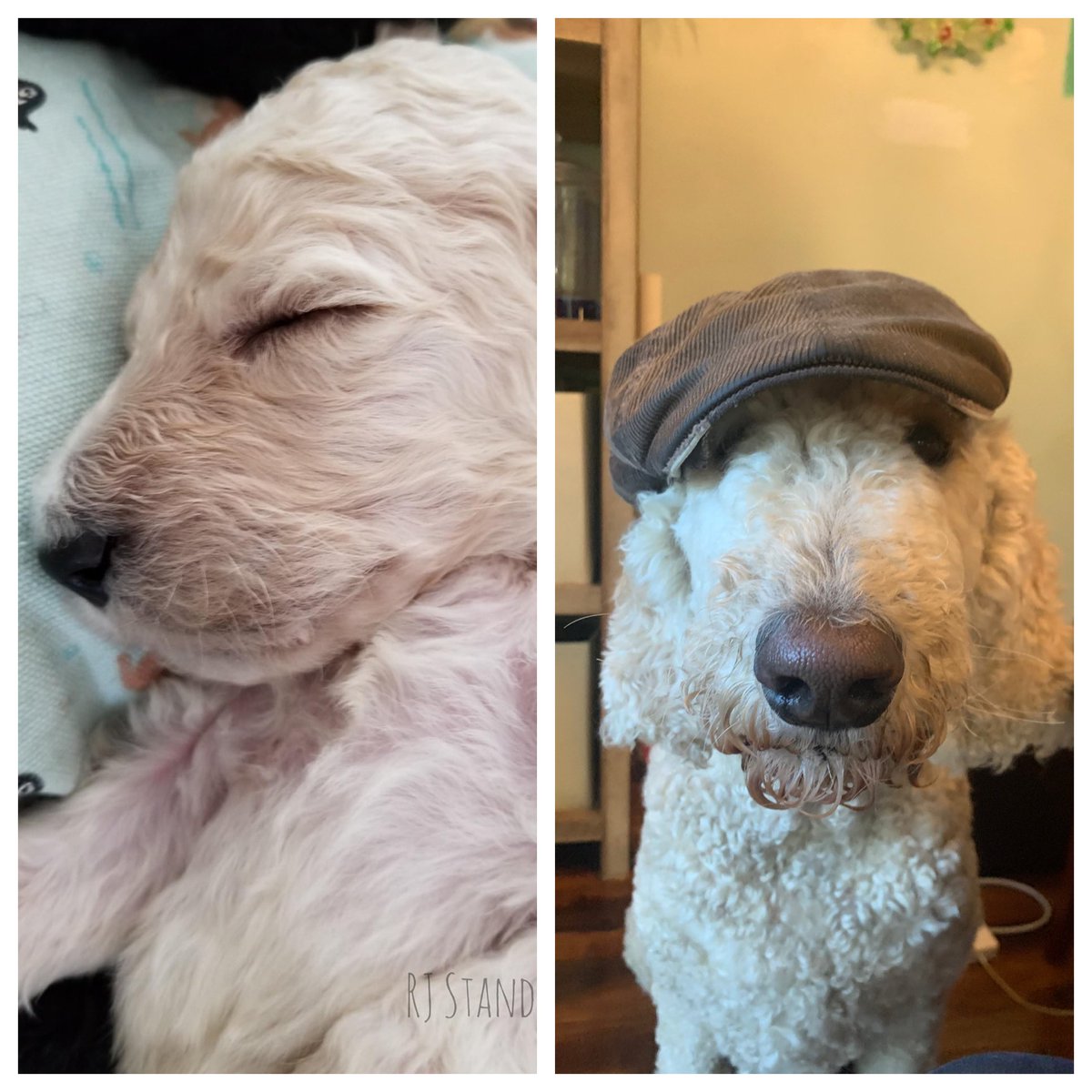 drdelarocker's tweet photo. How it started vs. how it’s going.
#StandardPoodles
#DogsofAcademia https://t.co/ONliZYRDvc