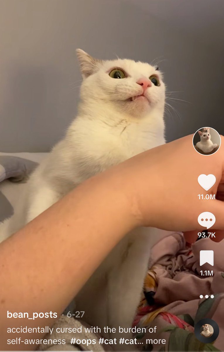 grape__nuts's tweet photo. I always knew my cat was destined for minor internet stardom but this has been WILD. I literally made her account last week 🥴 https://t.co/1gu6tuGEhN