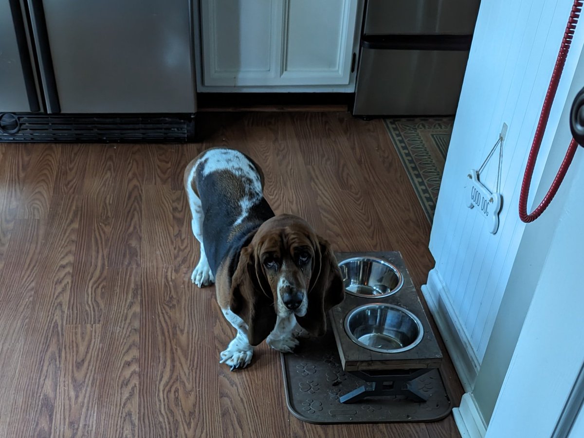 CroftonHounds's tweet photo. There's a message.... #MealtimeAttitude https://t.co/NZrmUiOOi5