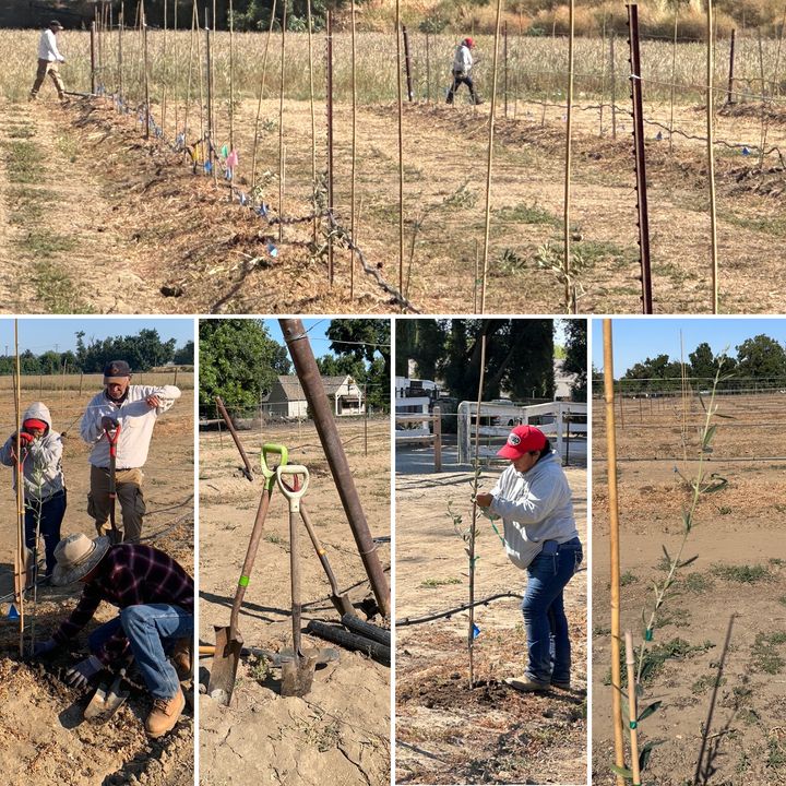 Our olive orchard is planted! With funding from the CDFA Healthy Soils Program, the 5-acre orchard has 16 research plots where we will assess the greenhouse gas impacts of using biochar as a soil amendment. How much carbon can a carbon sink sink? 
@cdfanews @CDFAClimateNews