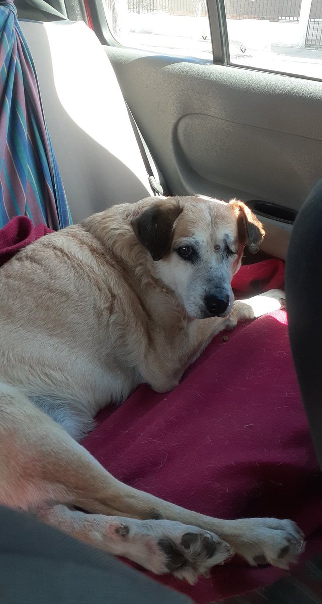 YamilaMartin98's tweet photo. holisss!! Necesito su ayuda ❤

He tomado el caso de este perro viejito del parque, abajo se encuentra bien la explicación 
Toda ayuda suma!! También podes rt 🙏

Datos para colaborar 

Cuenta a nombre de Yamila Martin

ALIAS: hola.yami
CEL: 2644516456
CBU: 0000003100031285235151 https://t.co/kgo2GpTyc5