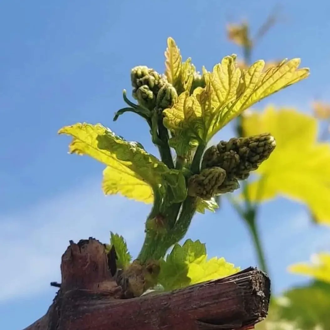 LuisGaravito's tweet photo. Aquí comienza todo 🍇😃🇵🇪 https://t.co/GDxbzRQR5e