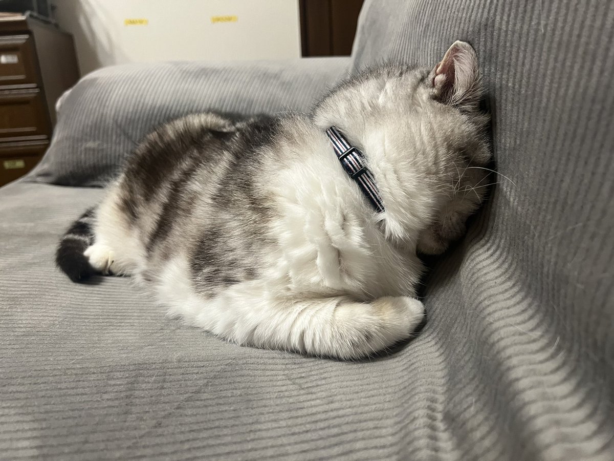 xzcom's tweet photo. #ごめん寝
#がんもちゃん
#保護猫10歳 https://t.co/yHy8HCPx1T