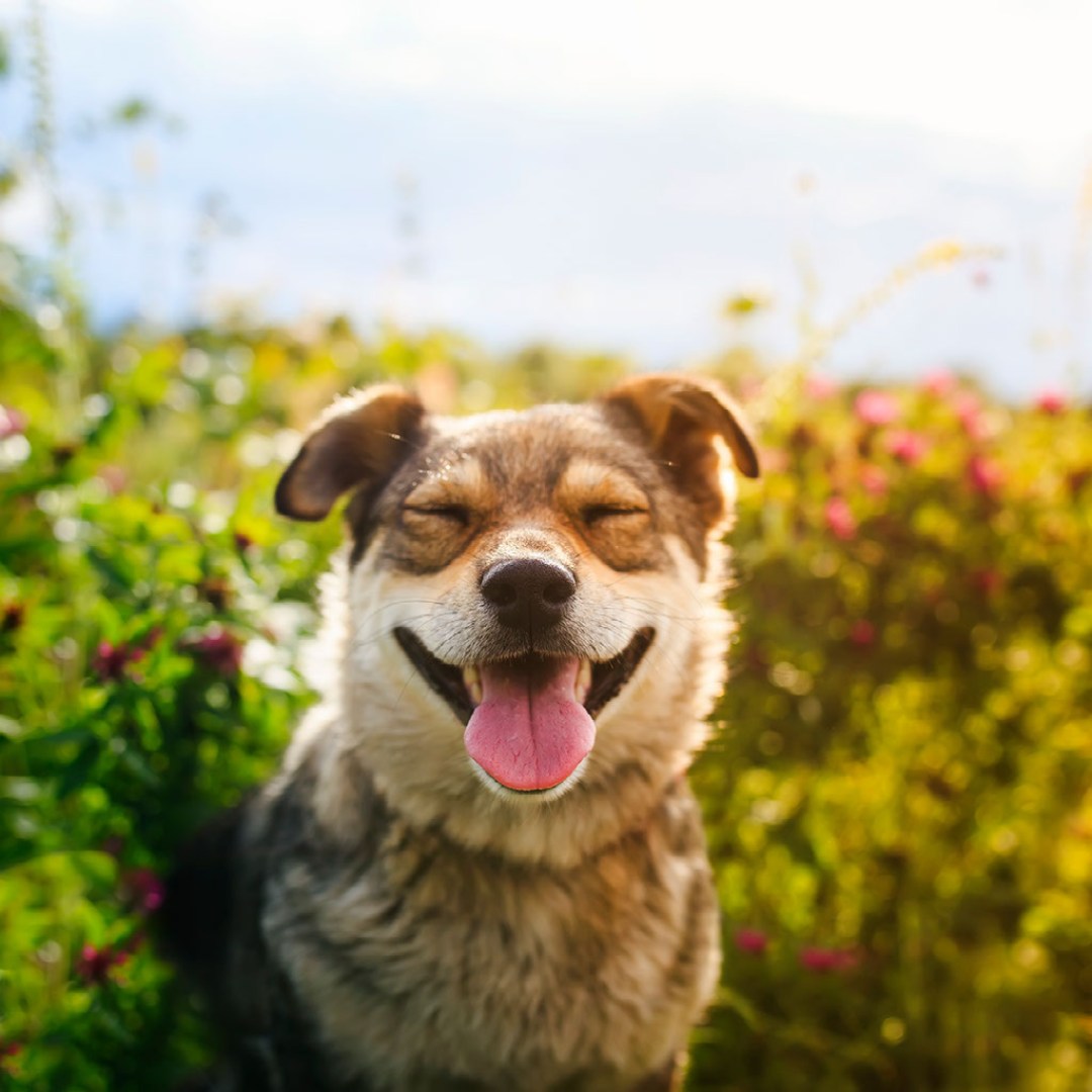 WCK35078's tweet photo. How your furry friend will feel when you tell them they are staying at WCK this Summer!
#chelseaal #Alabama #invernessal #mountainbrookal #HighlandLakes #HelenaAL #ForestOaks #AlabasterAL #GardendaleAL #JemisonAL #ClantonAL #PuppyLove https://t.co/OvBCCS2JQX