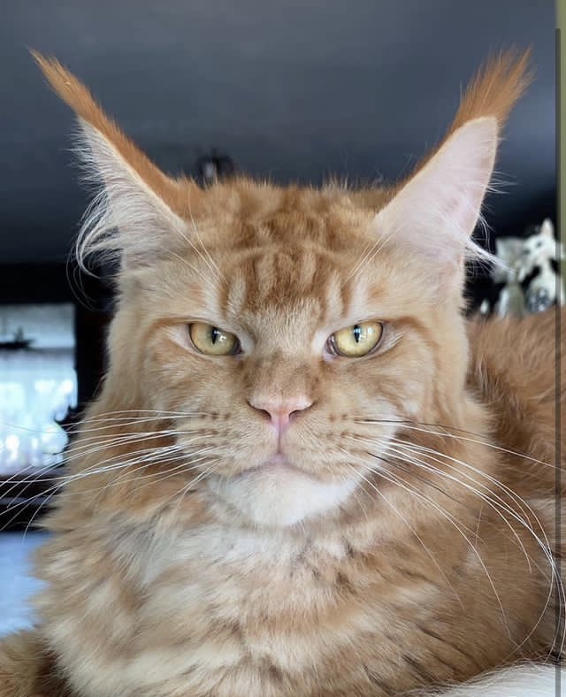 What should we name this guy? Right now we call him Orange Friend but he needs a real name before we chop off his balls next week. Some of mine that have been chopped down have been, Cat Stevens, Bocat(he’s from Kazakhstan, Divine, Grim Sleeper(he snores,) Bob, Harold… https://t.co/HhDoozp8QA