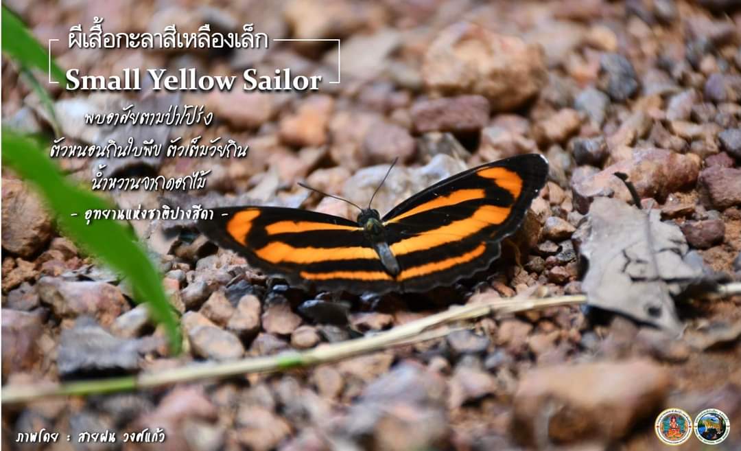 ♡ยลโฉมผีเสื้อปางสีดา♡

ผีเสื้อกะลาสีเหลืองเล็ก
ชื่อสามัญ : 𝐒𝐦𝐚𝐥𝐥 𝐘𝐞𝐥𝐥𝐨𝐰 𝐒𝐚𝐢𝐥𝐨𝐫
ชื่อวิทยาศาสตร์ : 𝑵𝒆𝒑𝒕𝒊𝒔 𝒎𝒊𝒂𝒉
วงศ์ : 𝐍𝐲𝐦𝐩𝐡𝐚𝐥𝐢𝐝𝐚𝐞

#อุทยานแห่งชาติปางสีดา #ผีเสื้อ #จังหวัดสระแก้ว