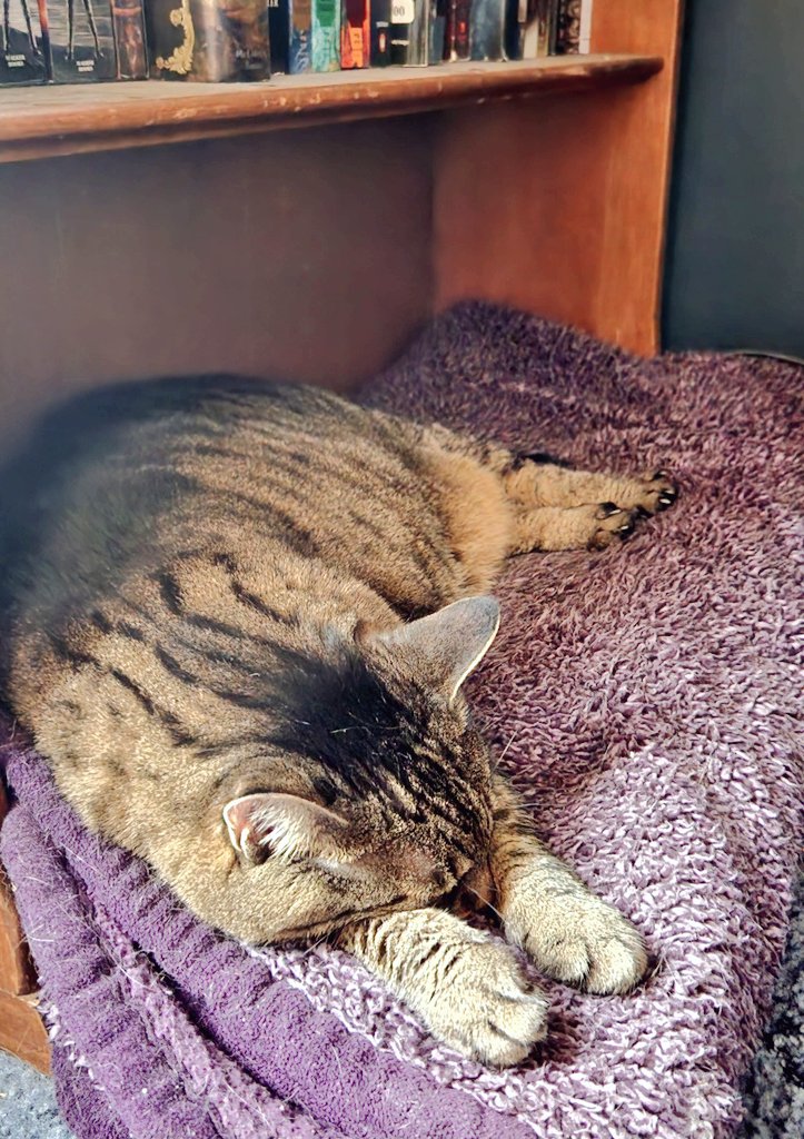 syraena7's tweet photo. It really is her favorite spot to nap. She feels safe in her nook, while I'm gaming nearby. 💜 https://t.co/Dlnc9jfBRl