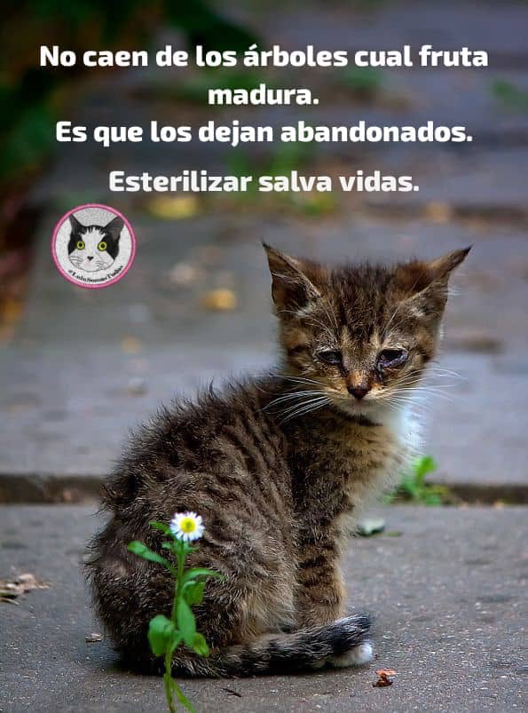 #5Jul O quizás son producto de #MaltratoAnimal como me pasó con #LuluSomosTodos que no la abandoné sino que me la abandonaron…menos mal que estaba esterilizada! #DevuélvanALulu #LuluEsDeTodos #Seguimos tras tus🐾mi bb Esteriliza, adopta, apadrina, apoya, se responsable con ellos