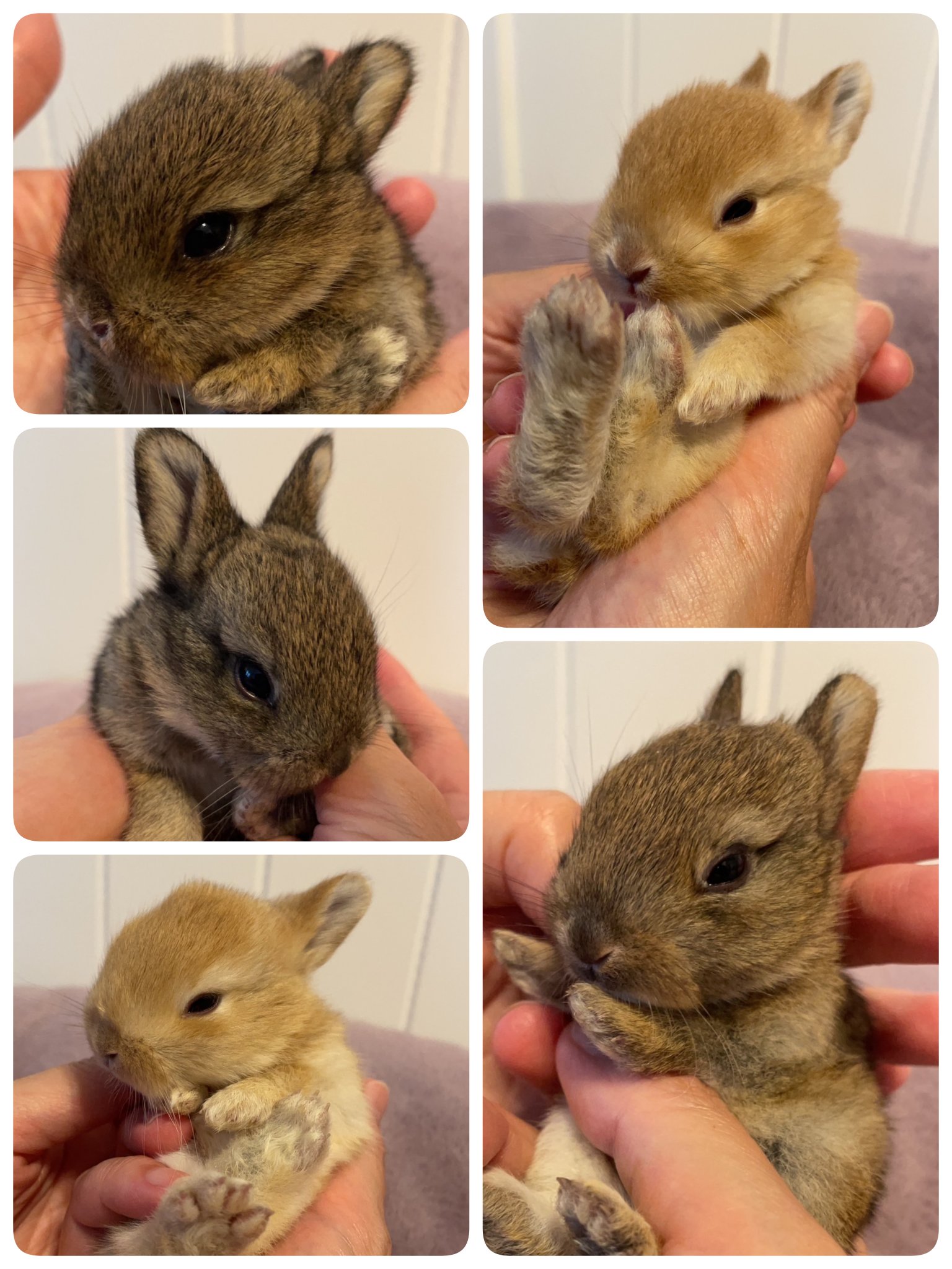 もこ on X: もこ on X: