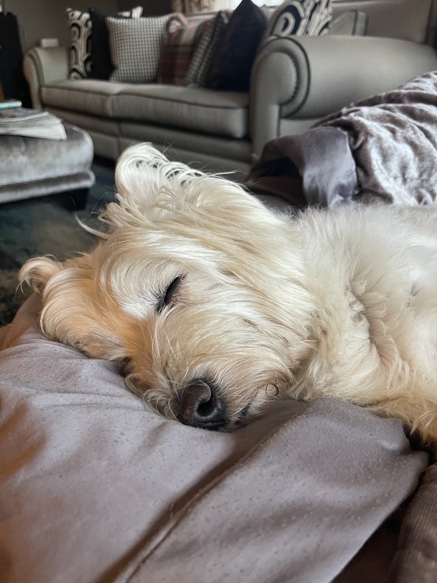 nigeliswright's tweet image. Would love to be as peaceful as Lucy is x