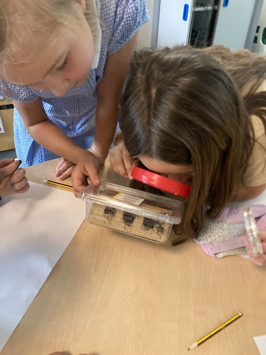 YearThreeBPS's tweet photo. Last week, we had some special visitors to Year 3 🦗 🧐. 
We have been exploring different habitats and life cycles to create fact-files 👍 https://t.co/RyzvHFX4NB
