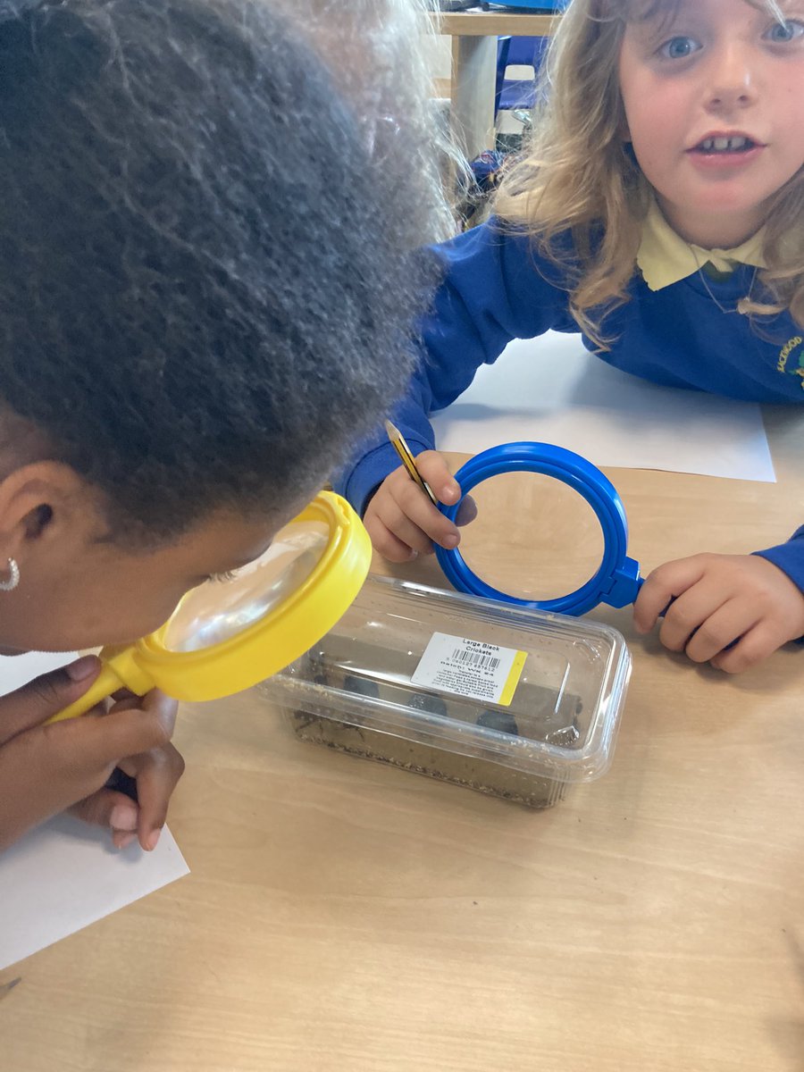 YearThreeBPS's tweet photo. Last week, we had some special visitors to Year 3 🦗 🧐. 
We have been exploring different habitats and life cycles to create fact-files 👍 https://t.co/RyzvHFX4NB