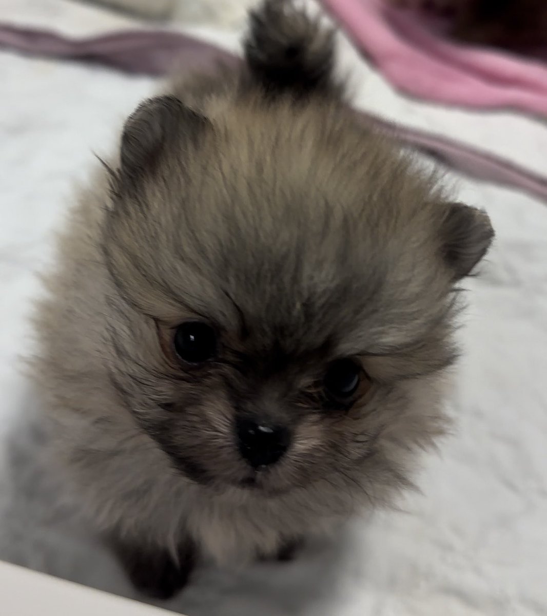 AriaSaki's tweet photo. 🐺 https://t.co/YzNY09Q9RP