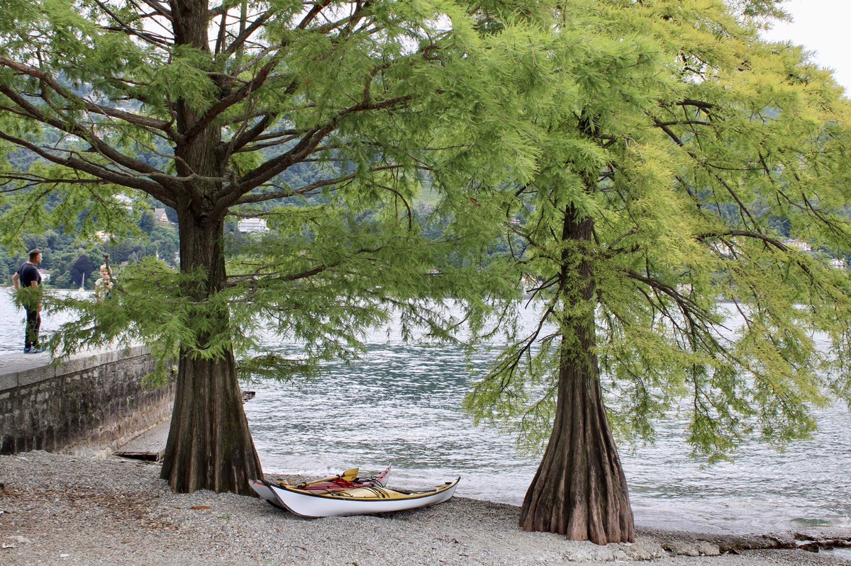 GioeleZanni's tweet photo. Piccola parte delle Isole Borromeo @TerreBorromeo 
#isolamadre #isolabella #terreborromeo #lagomaggiore #isoleborromeo #kayak #parco #giardinostorico #giardinoallitaliana #giardinoallinglese #pavonebianco https://t.co/Y5Y6i0m5LR