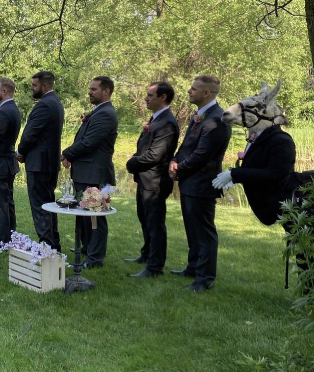 Losing my mind at this llama dressed like a groomsman