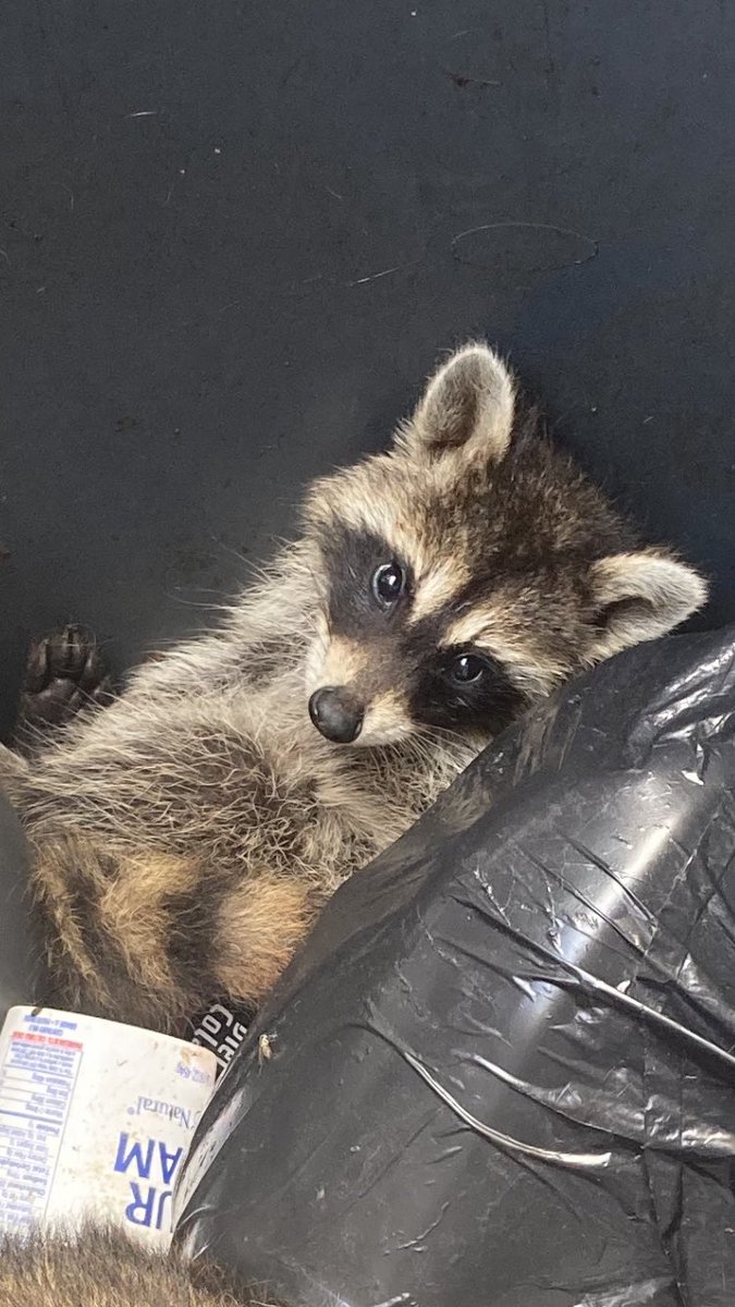 Wife took the trash out supes early this am.  

These 2 dudes straight chillin.  

I did not hear the screaming but I’m told it was loud.  Quite the scare.  

(They were still there at lunch, this is my home now)