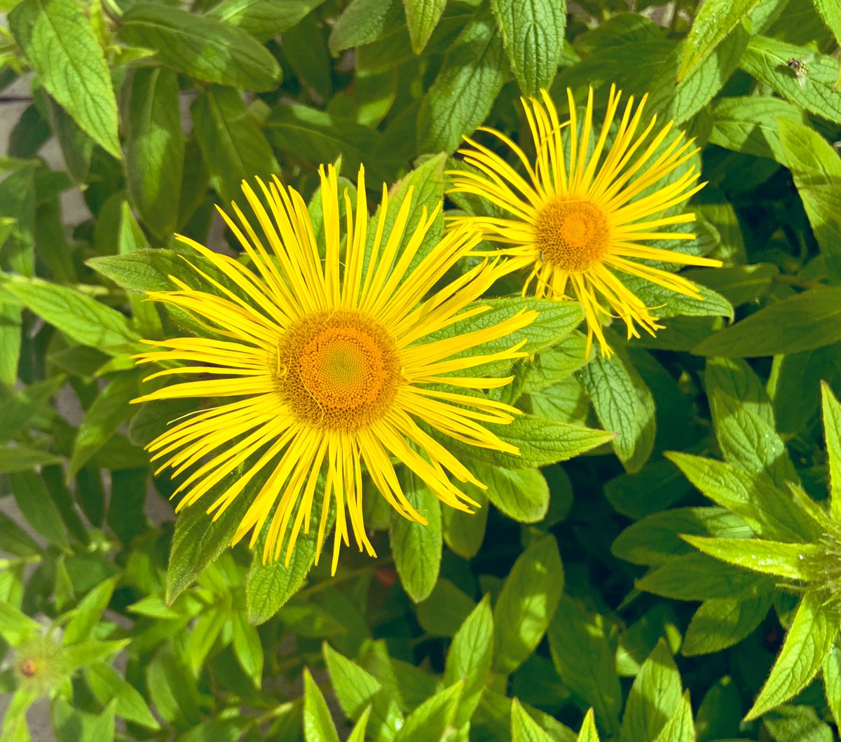 SkylarkArtist's tweet photo. The Shimmering…
#Inula #shimmering #twilight #flowers
have a sensational evening
☀️☀️☀️ https://t.co/LdzQQmuJS0