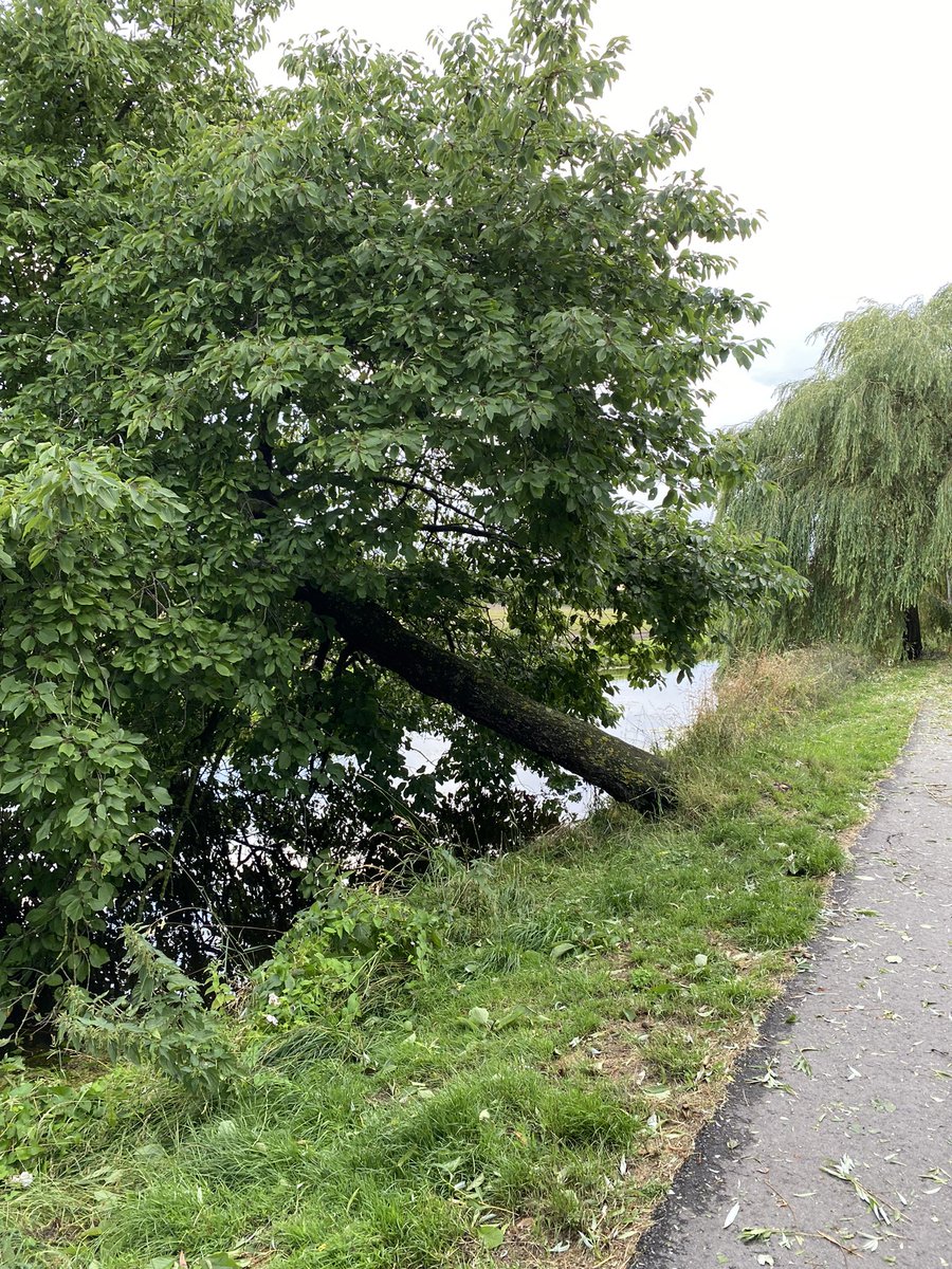 PetraDam's tweet photo. Ook de zomerstorm van vandaag heeft ie weer overleeft :-) https://t.co/Et2MQZji23