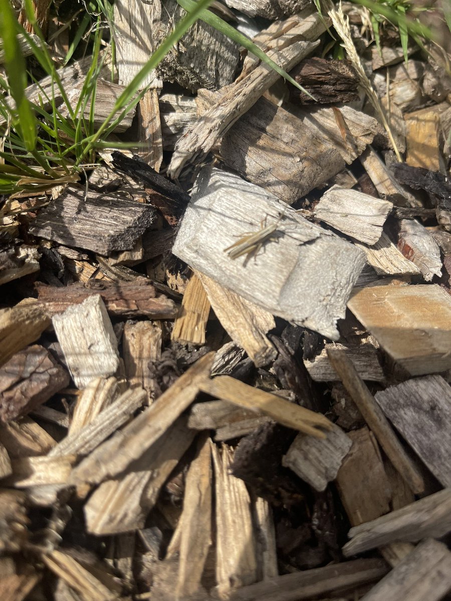 RachelAnneLeee's tweet image. Mr cricket 🦗 come today hello on todays walk. #TheSimpleThings 🌻🌞🌛