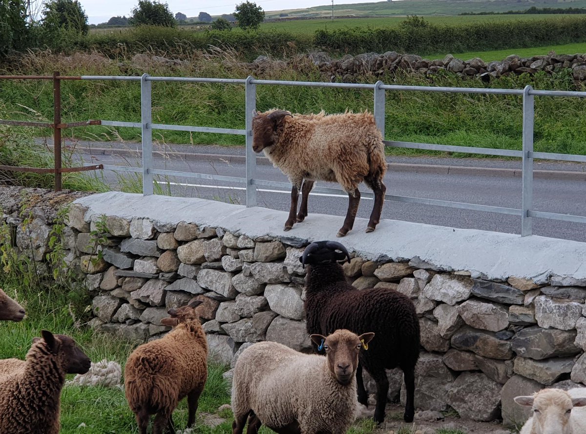 SouthLakesPol's tweet photo. Ulverston & Low Furness
Targeted patrols continue this evening of hot spot areas around Ulverston & Low Furness
#ASBWeekOfAction
#AllParksChecked
#CuriousSheepAllBaahaving! https://t.co/lVtEijPCMa
