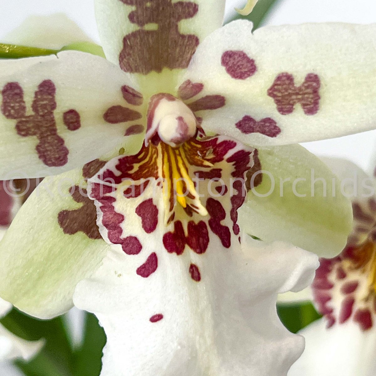 Roeorchids's tweet photo. Aliceara (Beallara) Tahoma Glacier
#Roehamptonorchids #Canadianorchidgrowers #orchids #plantscanada #canadianhouseplants #torontoorchids #torontoplants #torontoplantshop #orchidsofinstagram #orchidsinbloom #orchidslovers #orchidflower #orchidsofcanada #Plantsmakepeoplehappy https://t.co/BTsrzlmuGF