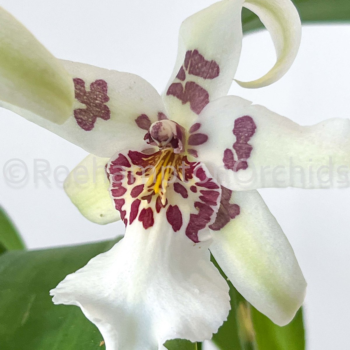 Roeorchids's tweet photo. Aliceara (Beallara) Tahoma Glacier
#Roehamptonorchids #Canadianorchidgrowers #orchids #plantscanada #canadianhouseplants #torontoorchids #torontoplants #torontoplantshop #orchidsofinstagram #orchidsinbloom #orchidslovers #orchidflower #orchidsofcanada #Plantsmakepeoplehappy https://t.co/BTsrzlmuGF
