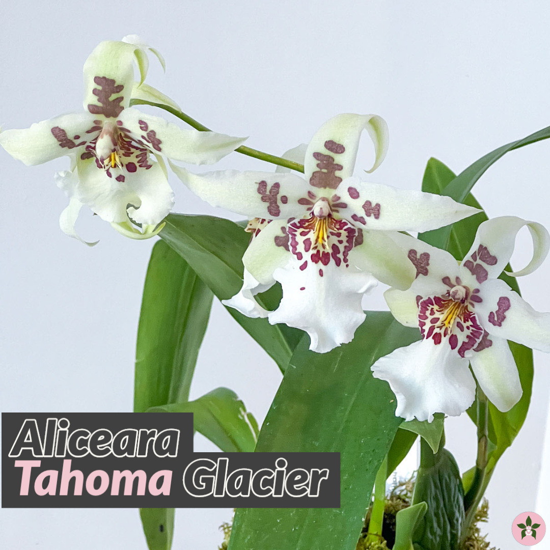 Roeorchids's tweet photo. Aliceara (Beallara) Tahoma Glacier
#Roehamptonorchids #Canadianorchidgrowers #orchids #plantscanada #canadianhouseplants #torontoorchids #torontoplants #torontoplantshop #orchidsofinstagram #orchidsinbloom #orchidslovers #orchidflower #orchidsofcanada #Plantsmakepeoplehappy https://t.co/BTsrzlmuGF
