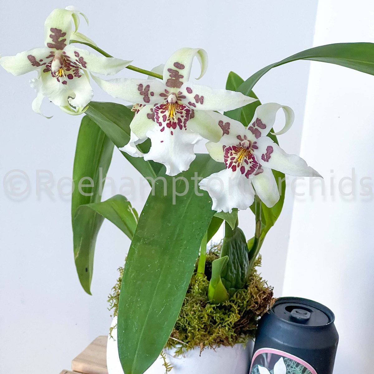 Roeorchids's tweet photo. Aliceara (Beallara) Tahoma Glacier
#Roehamptonorchids #Canadianorchidgrowers #orchids #plantscanada #canadianhouseplants #torontoorchids #torontoplants #torontoplantshop #orchidsofinstagram #orchidsinbloom #orchidslovers #orchidflower #orchidsofcanada #Plantsmakepeoplehappy https://t.co/BTsrzlmuGF